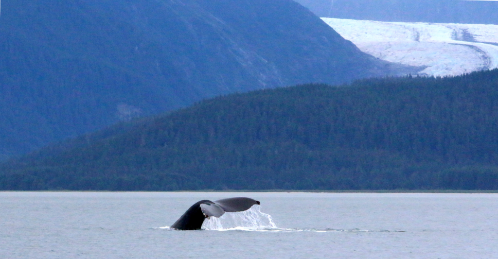 A humpback whale tail diving down in Ketchikan, Alaska