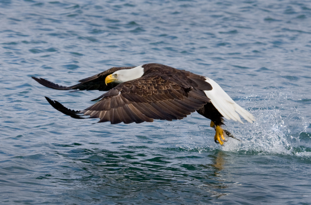 A majestic bald eagle flying above the serene waters of Ketchikan, Alaska, showcasing the area's rich wildlife and breathtaking scenery. Perfect for Ketchikan wildlife tours