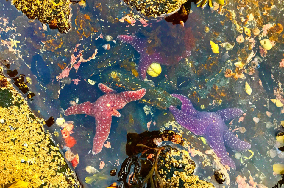 Three colorful starfish in a Southeast Alaskan low tide pool found during a Ketchikan Wildlife Tour.