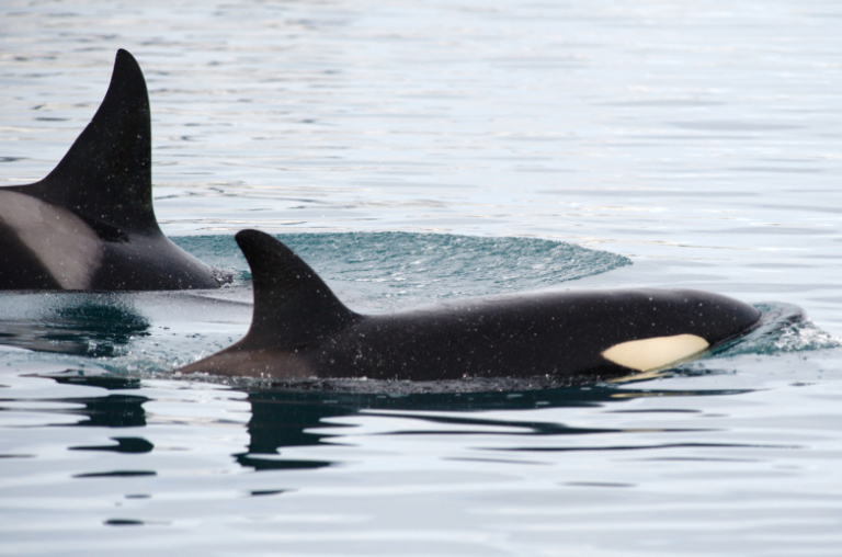 Two orcas swimming side by side in during a Ketchikan Wildlife Tour.