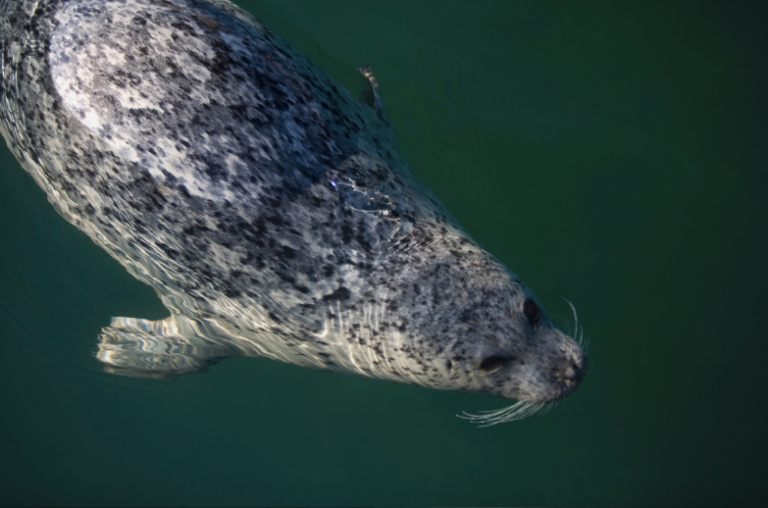 A harbor seal swimming in the ketchikan harbor