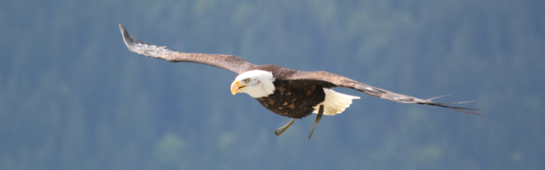 An eagle flying above the waters of ketchikan alaska