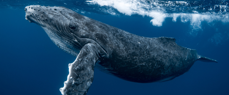 A humpback whale singing a whale song