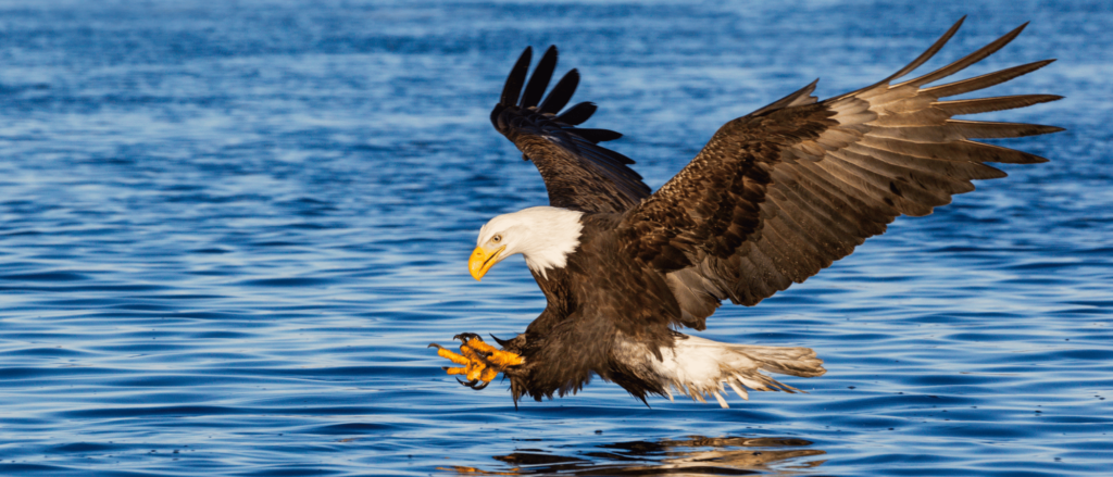 A bald eagle swooping down to catch a salmon in the waters of Ketchikan, Alaska. This thrilling moment highlights the incredible wildlife watching opportunities in Ketchikan, where visitors can witness nature at its finest, including eagles, salmon, and more.