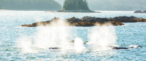 A group of humpback whales swimming in the inside passage of Southeast Alaska during a Ketchikan Wildlife Tour, the perfect excursion to add to your Alaska Cruise Itinerary.