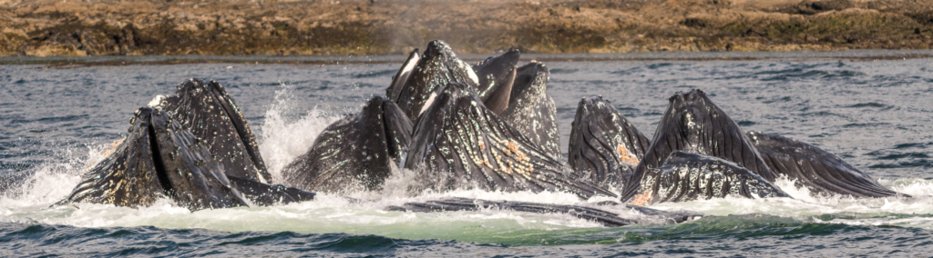 Humpback whales bubble net feeding on a Ketchikan Wildlife & whale watching tour.