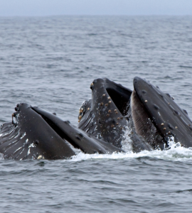 Two massive humpback whales with their mouths coming out of the water during a ketchikan whale watching tour.