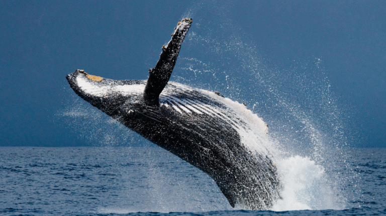 A humpback whale breaching during a ketchikan whale watching & wildlife tour.