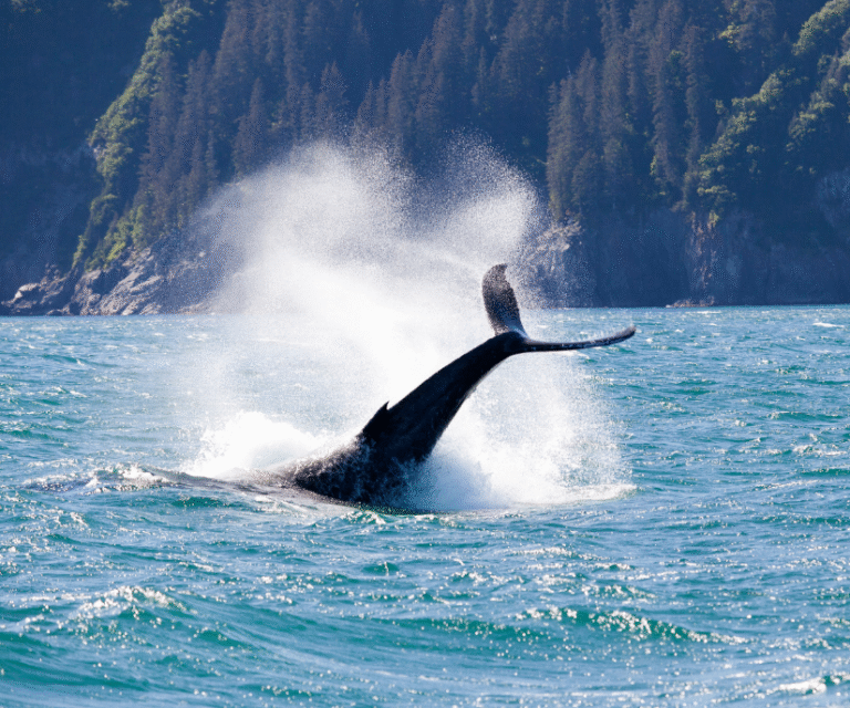 A humpback whale breaching during a whale watching tour in June in Ketchikan on a sunny day with mountains in the background
