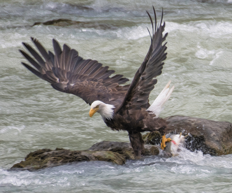 Bald eagle swooping down to catch a salmon in a river near Ketchikan Alaska, wings spread wide on a cloudy day.